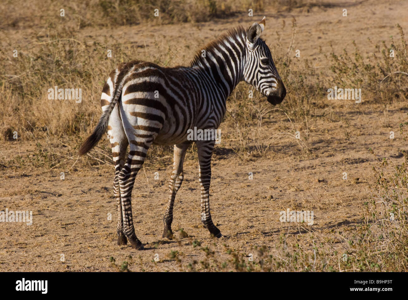 Young Zebra Stock Photo