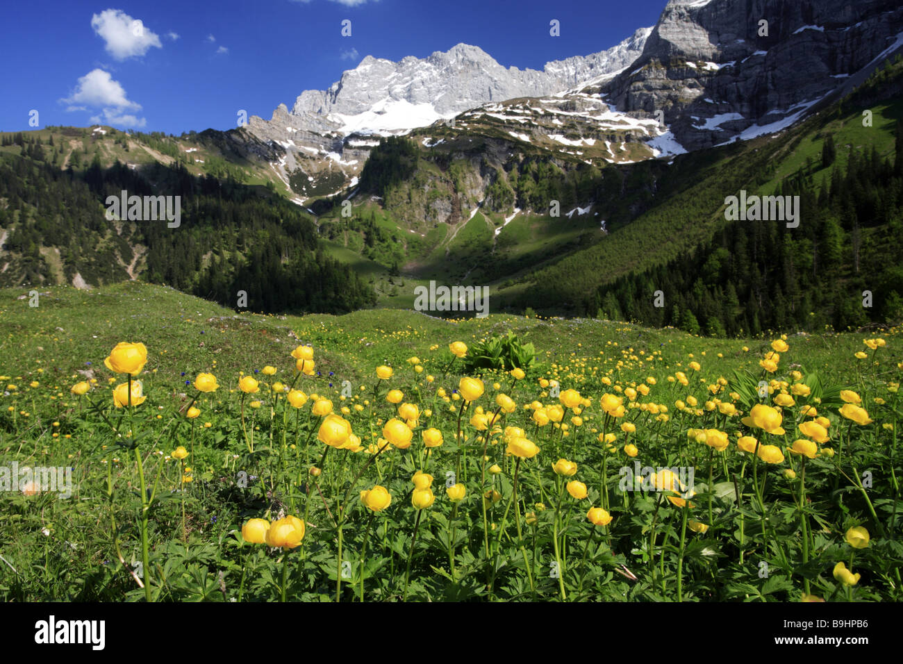 Austria Tyrol Karwendel-mountains meadow troll-flowers narrow Schafkar top Lamsen top Großer Ahornboden spring Karwendel Stock Photo