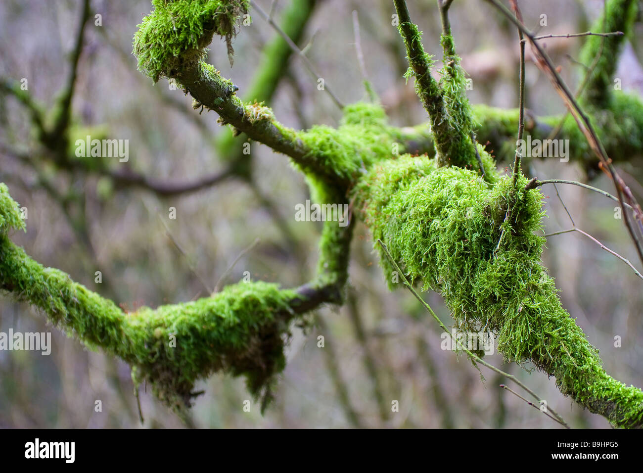 Thick covering of moss on fallen tree Hareshaw lynn wooded walk Bellingham Northumberland Stock Photo
