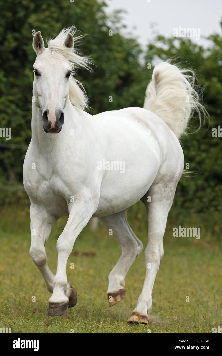 Arabo Haflinger horse on meadow Stock Photo