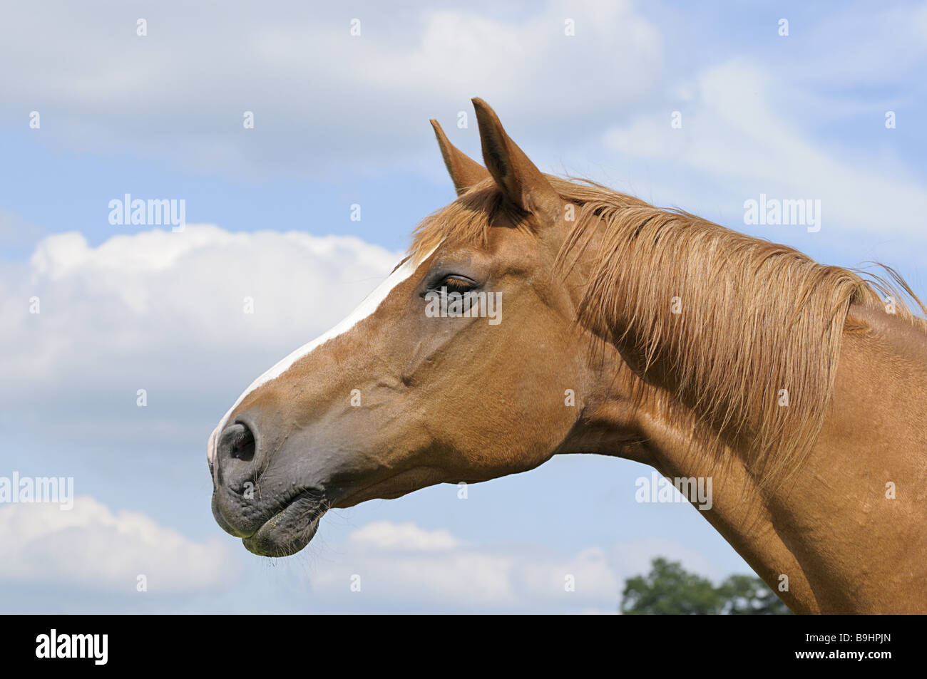 Rhinelander hires stock photography and images Alamy