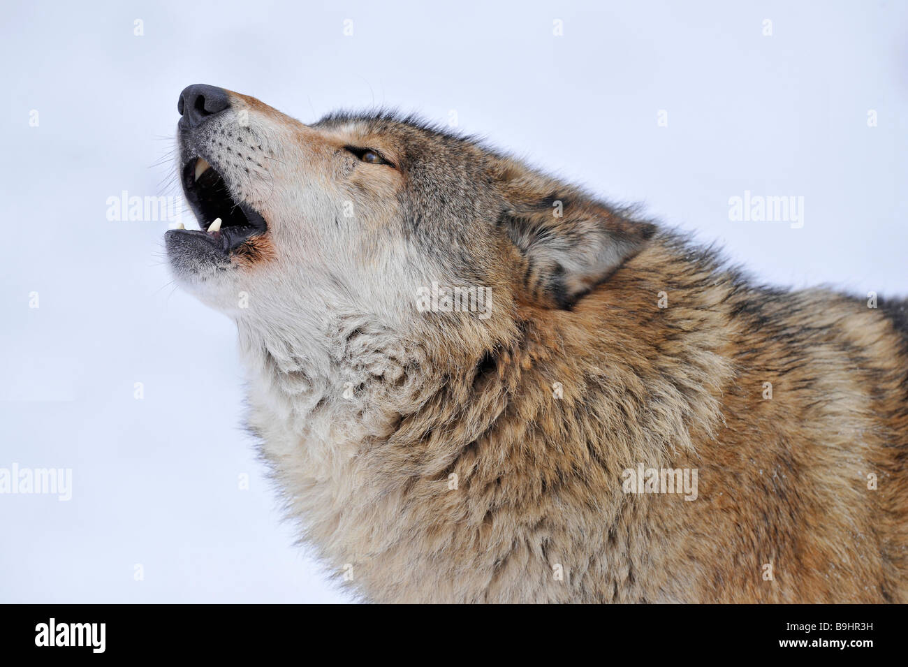 Howling wolf hi-res stock photography and images - Alamy