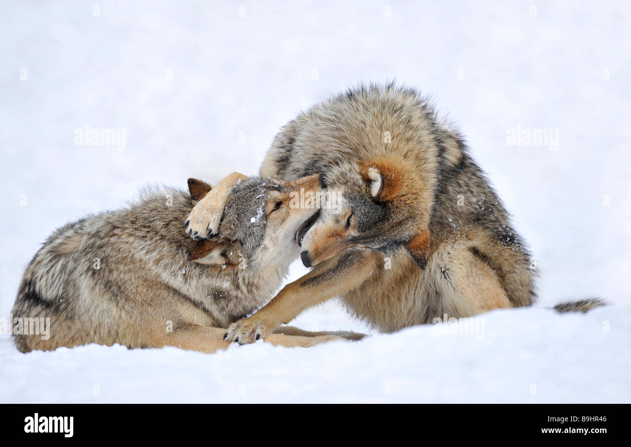 Mackenzie Valley Wolves or Canadian Timber Wolves (Canis lupus occidentalis) playing in the snow Stock Photo