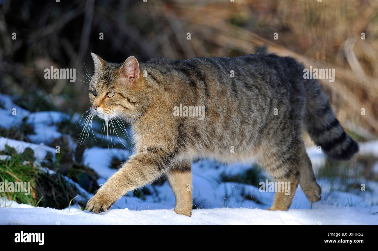 Wildcat (Felis silvestris), male, stalking Stock Photo - Alamy