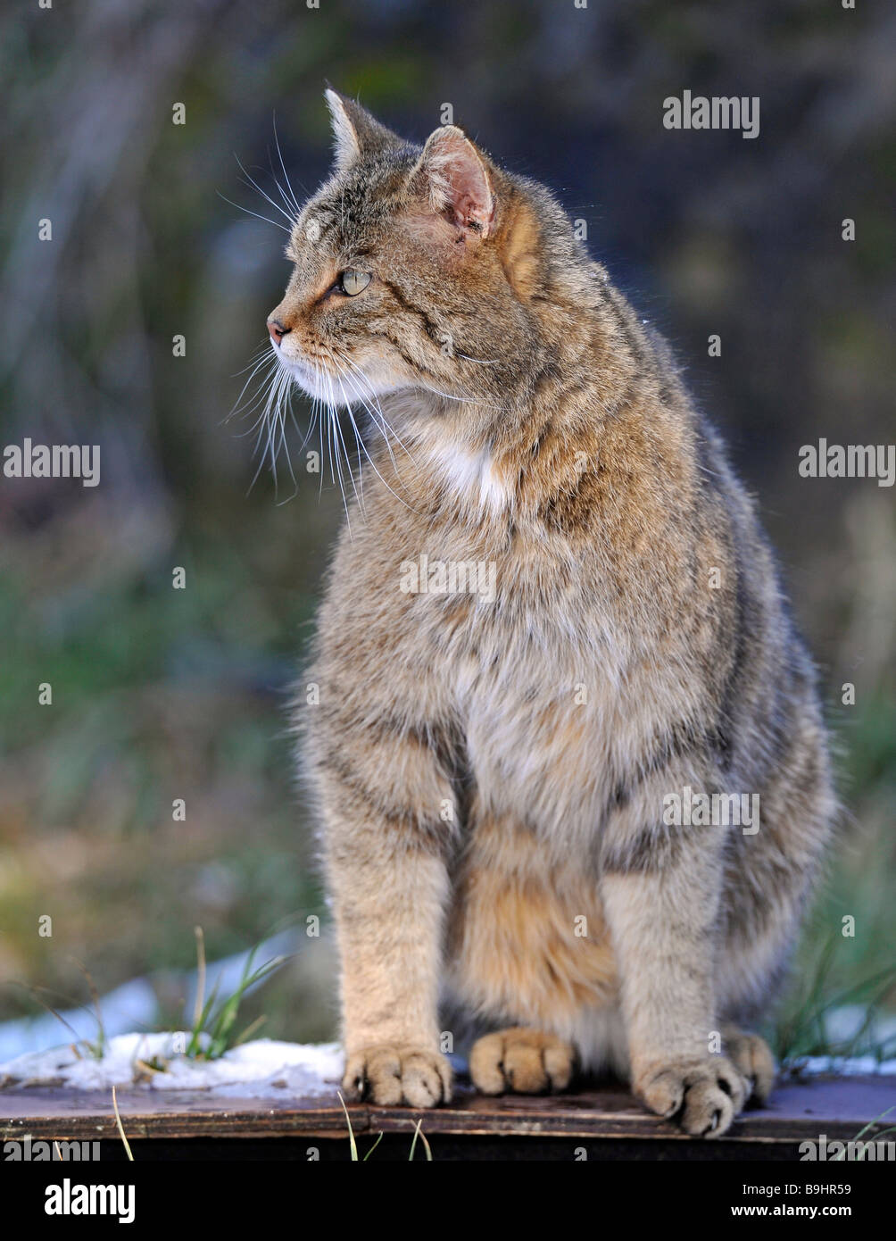 Wildcat (Felis silvestris), male Stock Photo