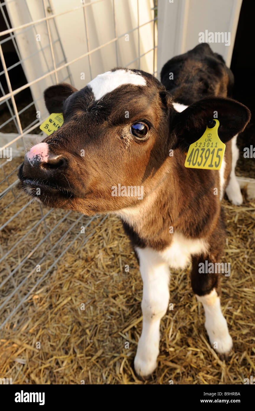 A young UK dairy calf in a pen Stock Photo