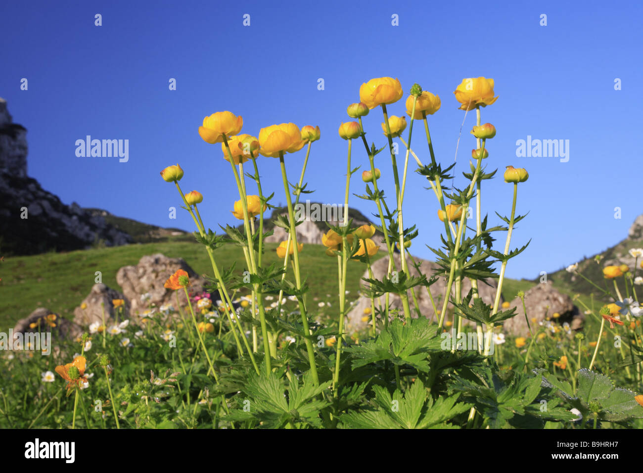 Germany Bavaria Mangfallmountains meadow trollflowers summer Upper