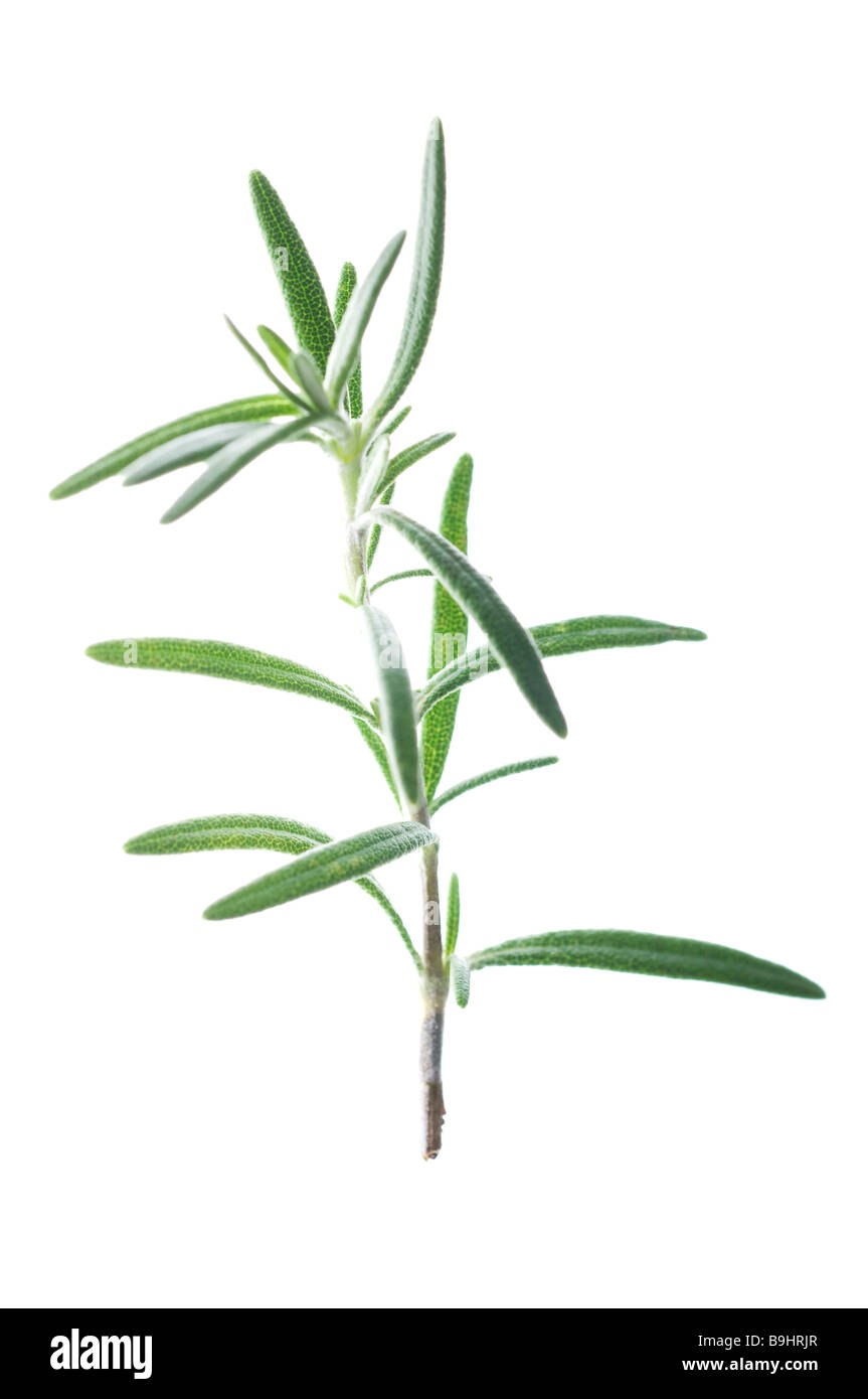 Sprig of Rosemary (Rosmarinus officinalis) Stock Photo