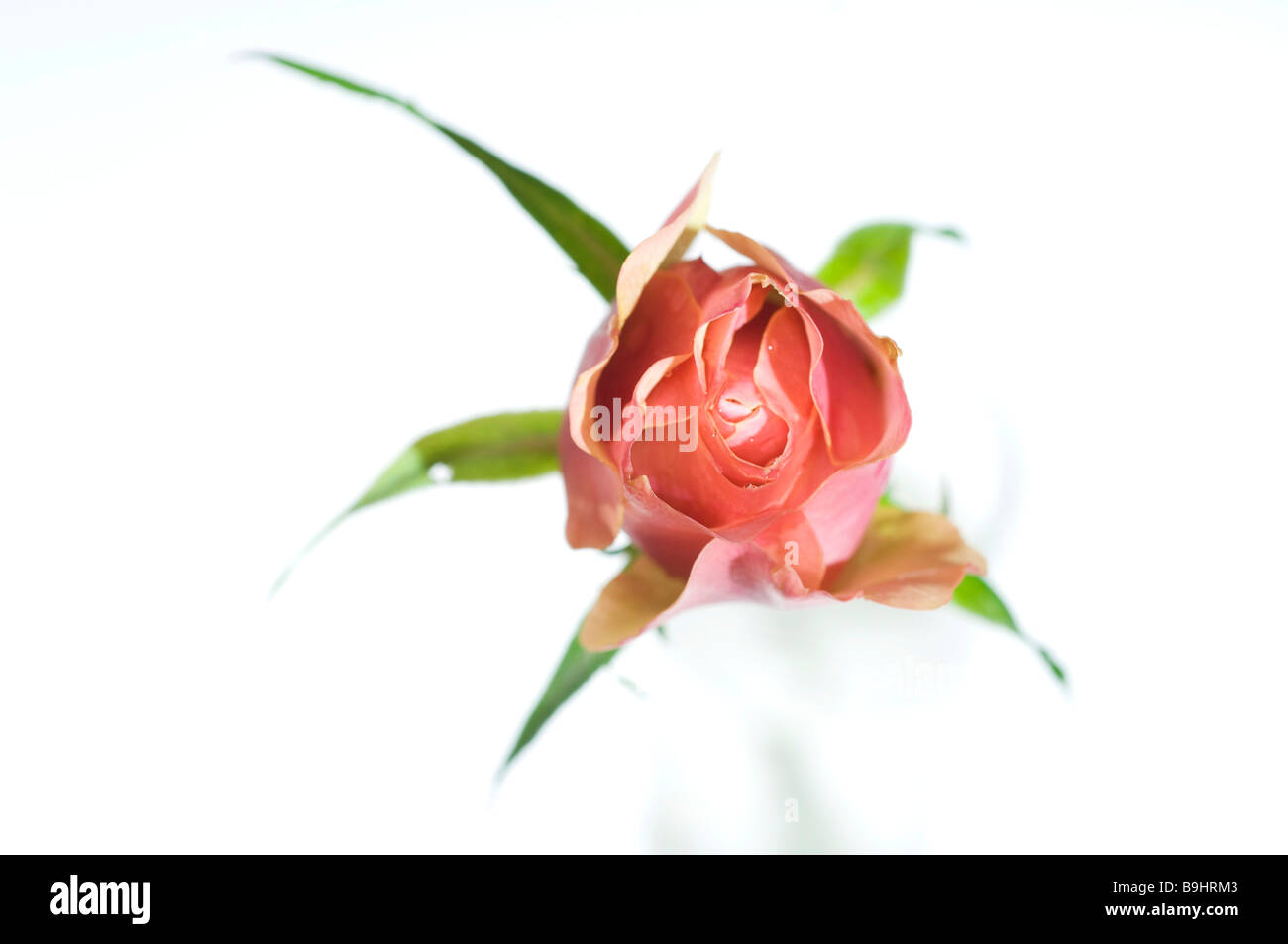 Flower of a pink rose with green leaves Stock Photo