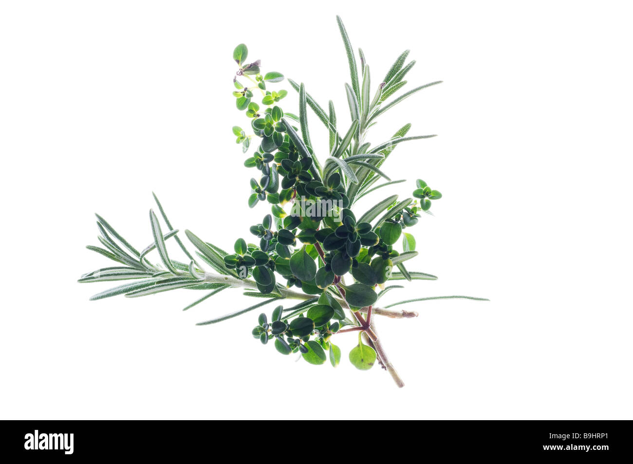 Herbal bouquet with Rosemary (Rosmarinus officinalis) and Thyme (Thymus) Stock Photo