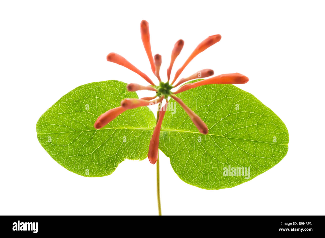 Honeysuckle (Lonicera), flowers and leaves Stock Photo - Alamy