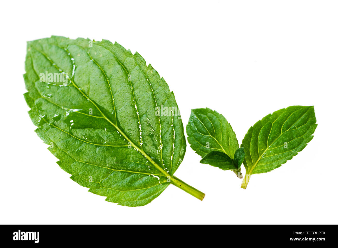 Peppermint (Mentha × piperita) leaves Stock Photo