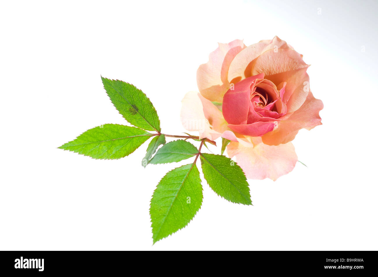 Flower of a pink rose with green leaves Stock Photo