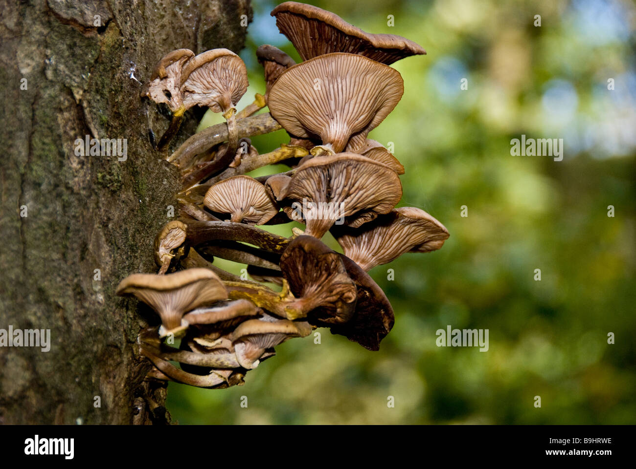 A picture of fungi growing out of a tree taken during a walk in Ingleton Falls 2008 Stock Photo