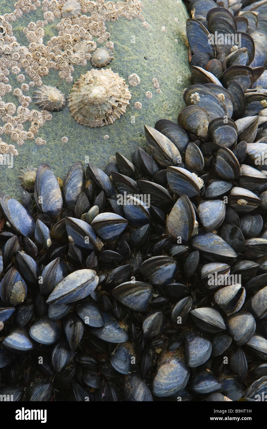 Blue Mussels 'Mytilus edulis' in the intertidal zone on the Pembrokeshire Coast National Park, Wales Stock Photo