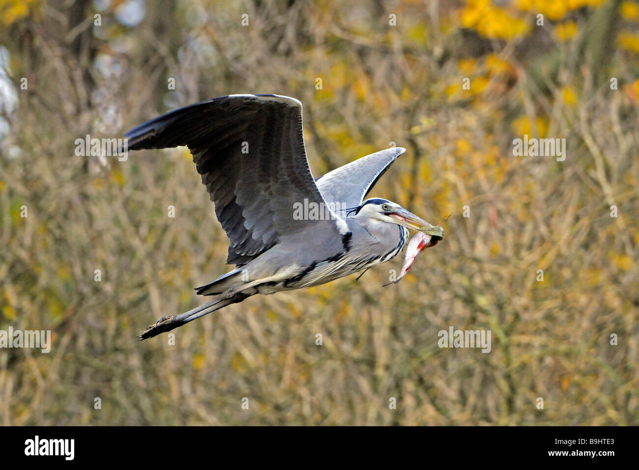 Greylag Goose (Anser anser), flying with captured Common Roach (Rutilus rutilus) Stock Photo