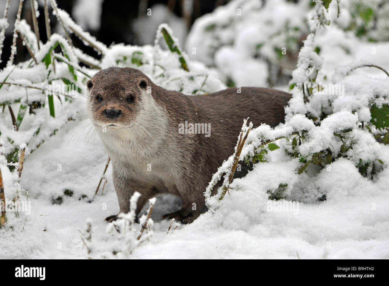 European Otter (Lutra lutra), natural enviroment, snow Stock Photo