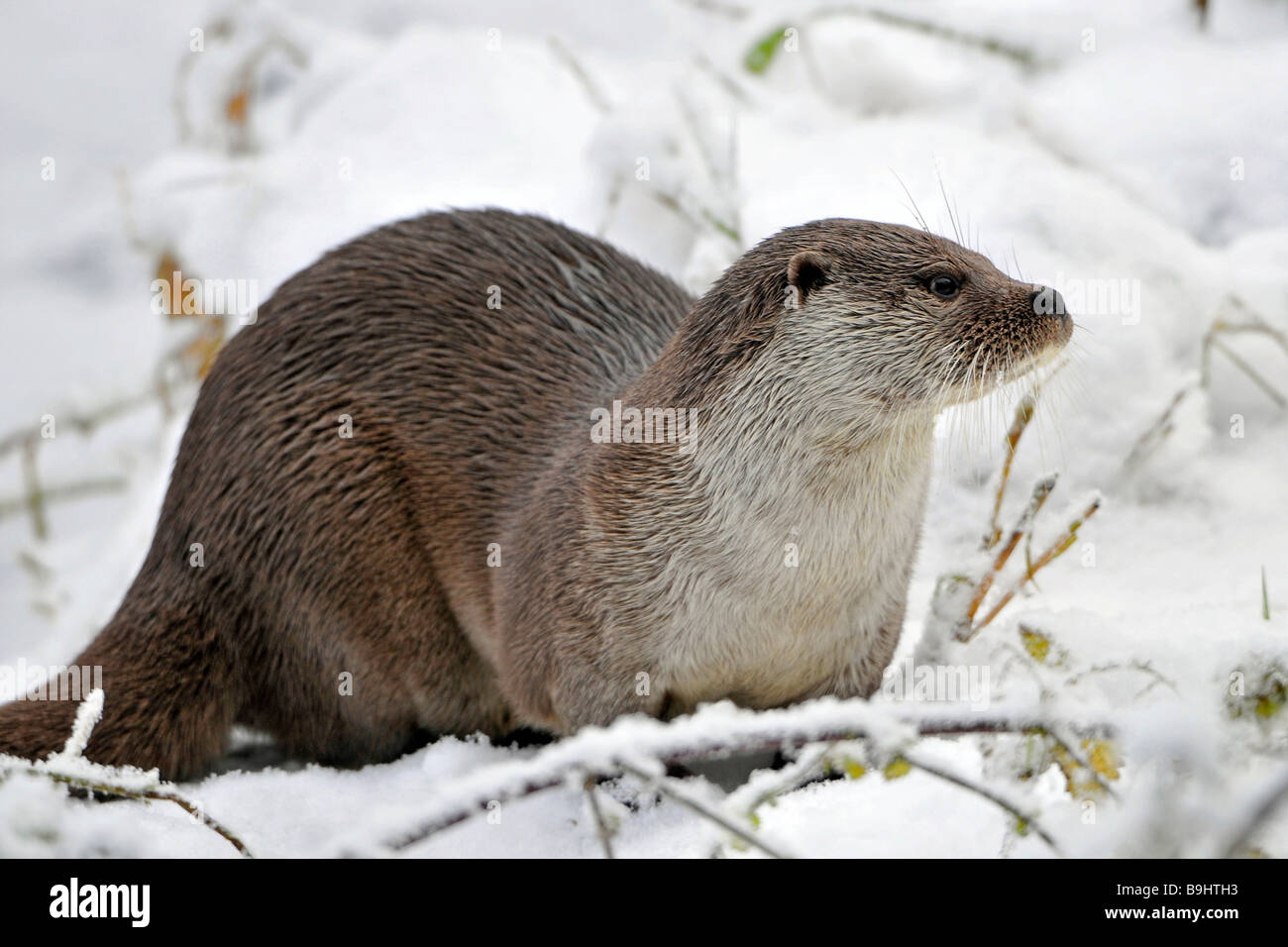 European Otter (Lutra lutra), natural enviroment, snow Stock Photo