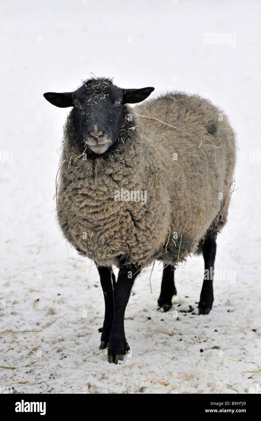 Pomeranian Coarsewool Sheep, rare, on the protected species list of domesticated animals Stock Photo