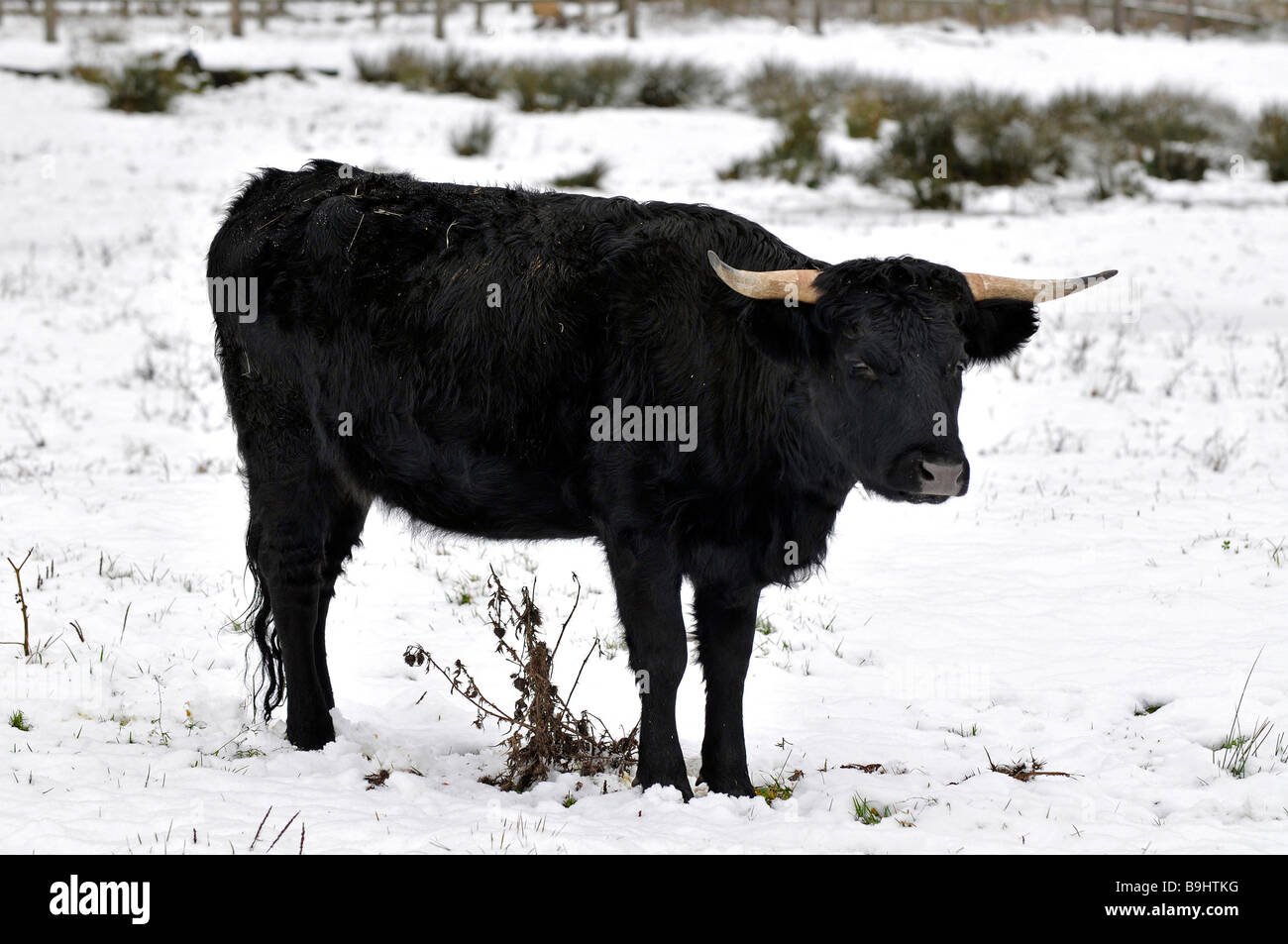 Wild Cattle (Bos primigenius taurus), originated from the extinct aurochs, very rare, only 20 animals in Germany, on the protec Stock Photo