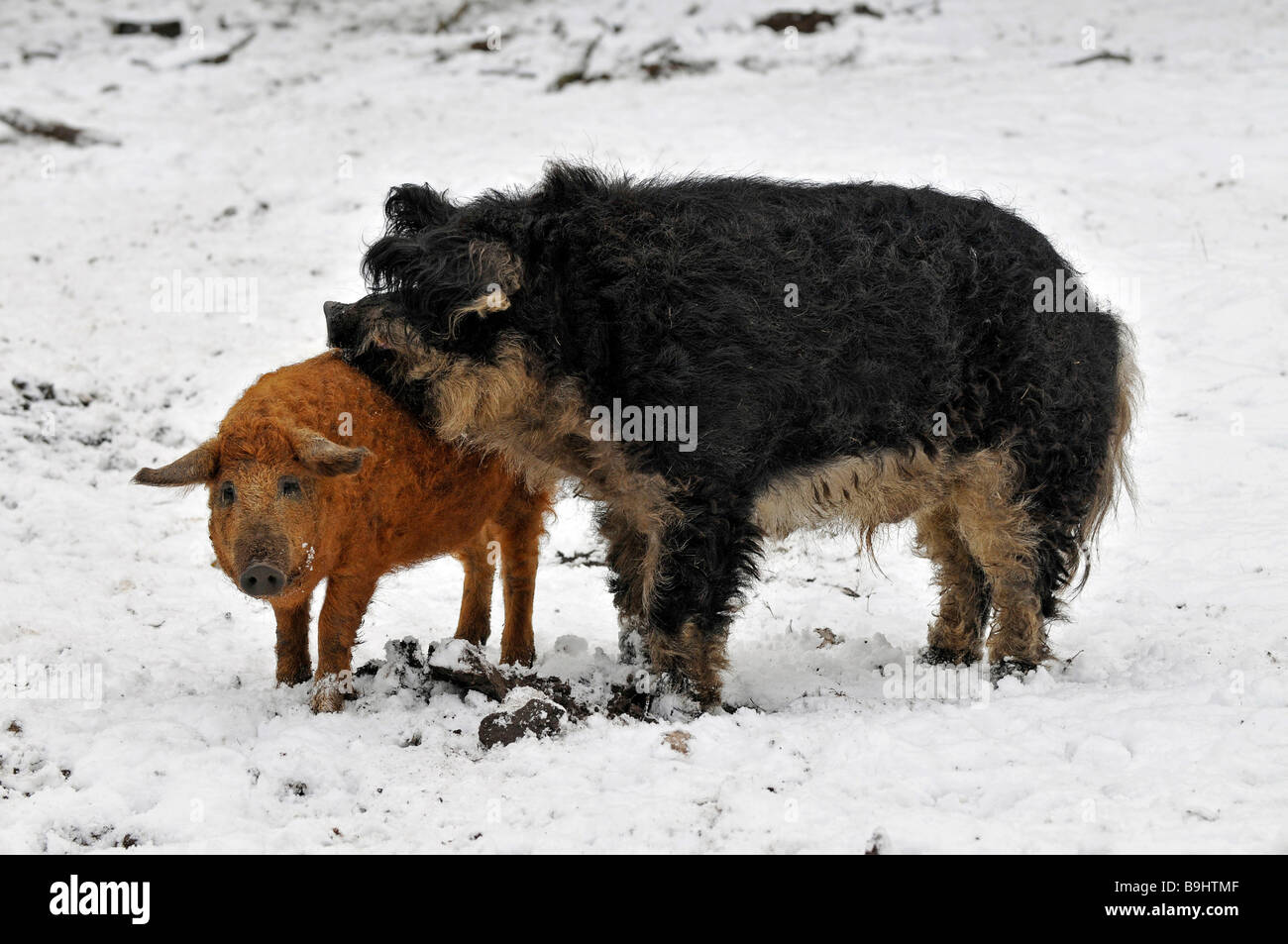 Mangalitsa pigs, very rare, on the protected species list for endangered domesticated animals Stock Photo