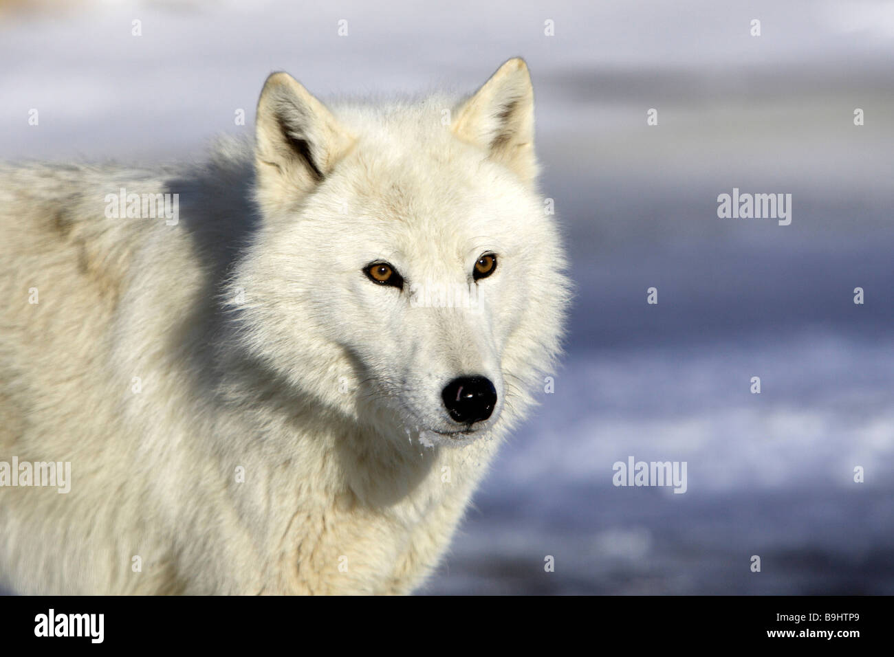 Arctic Wolf (Canis lupus arctos), portrait Stock Photo - Alamy