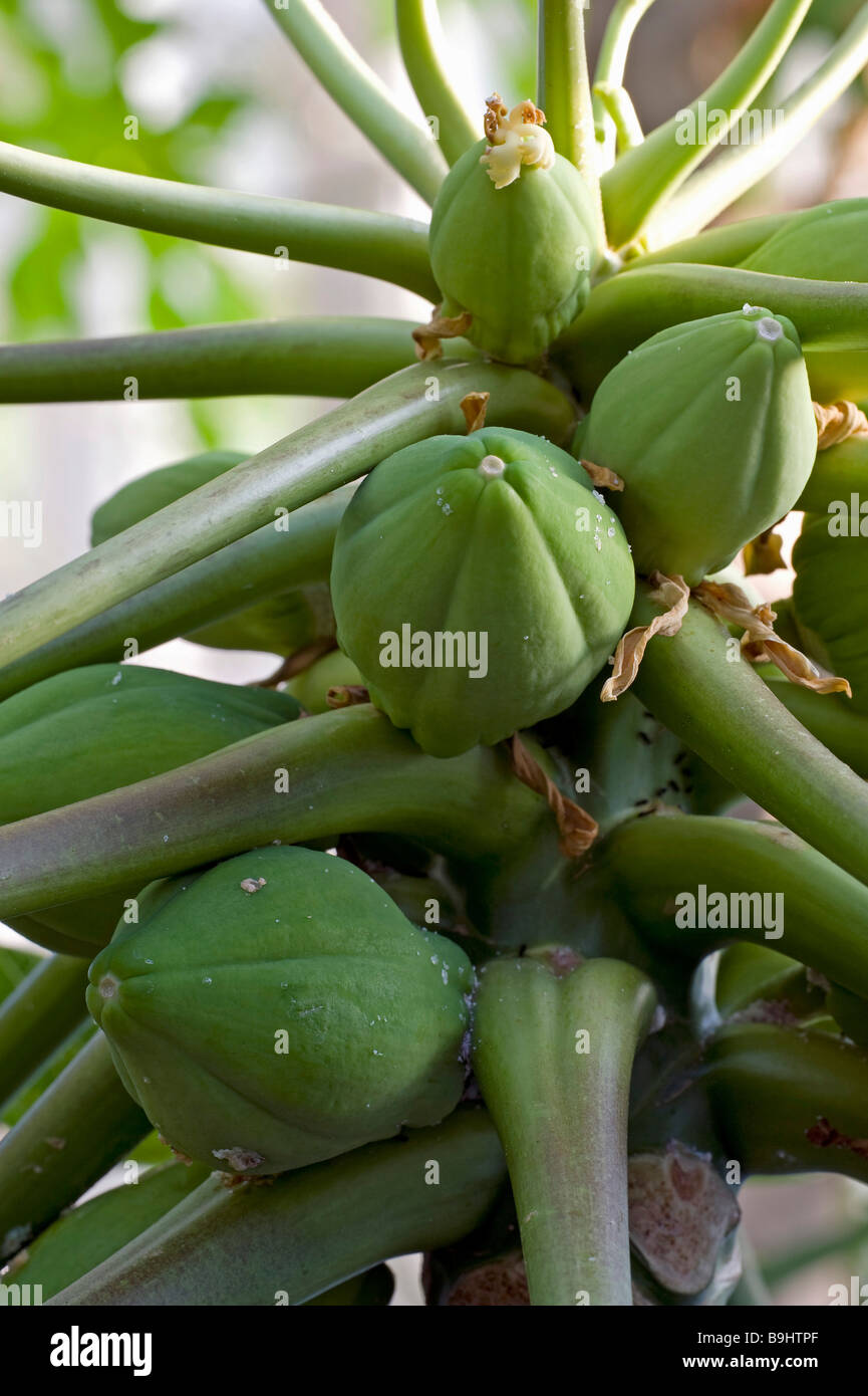 Unripe papayas, Papaya Tree (Carica papaya Stock Photo Alamy