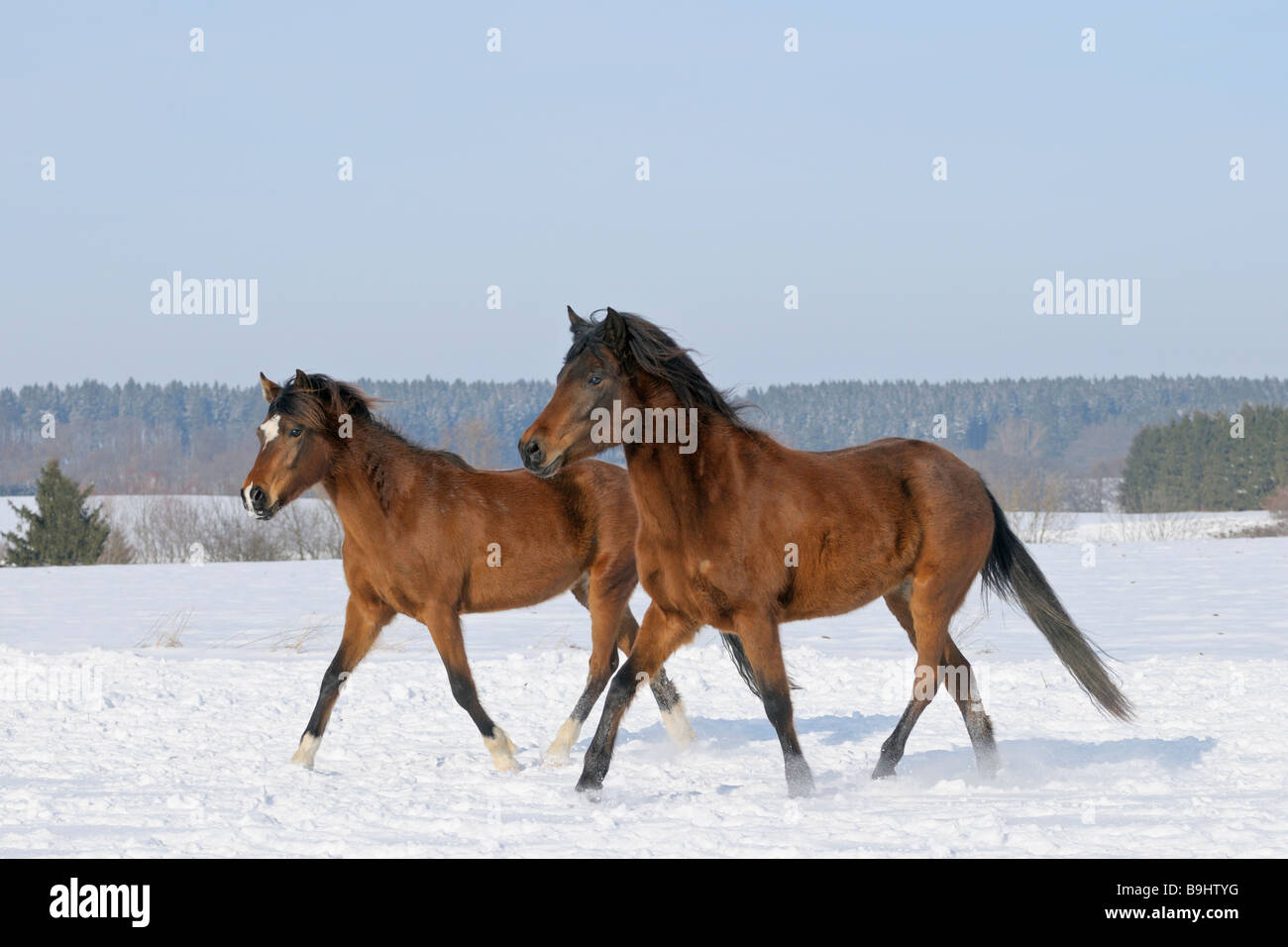 Two young Paso Fino horses in winter Stock Photo