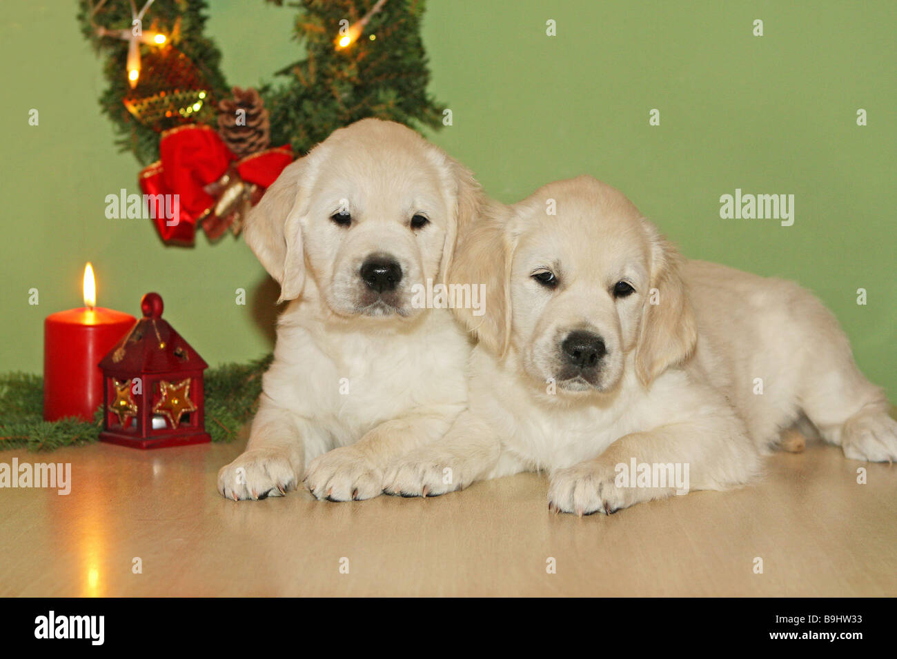 Golden retriever puppies christmas hi-res stock photography and images ...