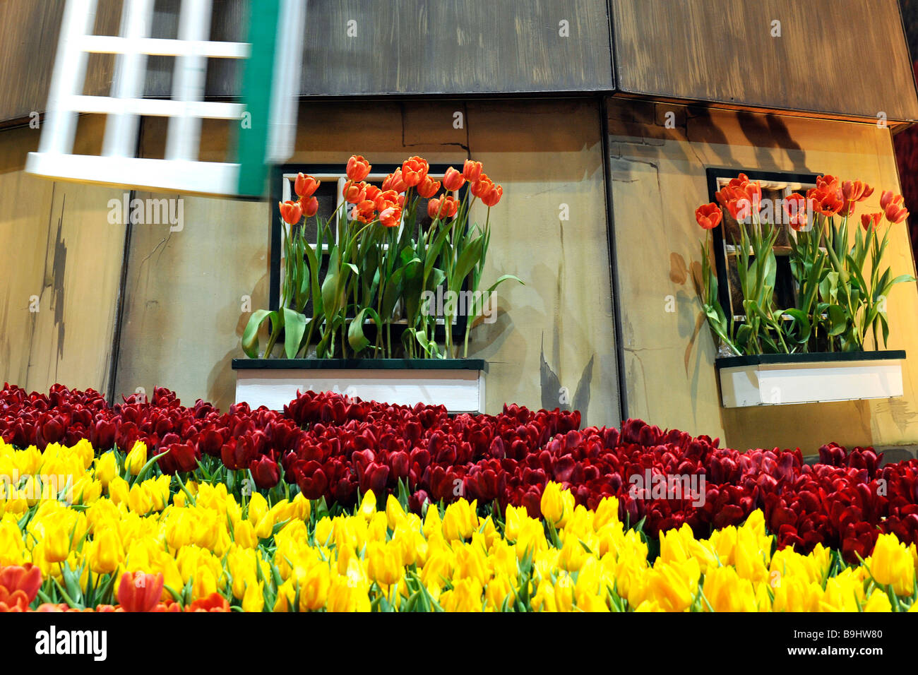 Tulips in front of a Dutch mill on an agricultural fair called 'Gruene Woche' in Berlin, Germany, Europe Stock Photo