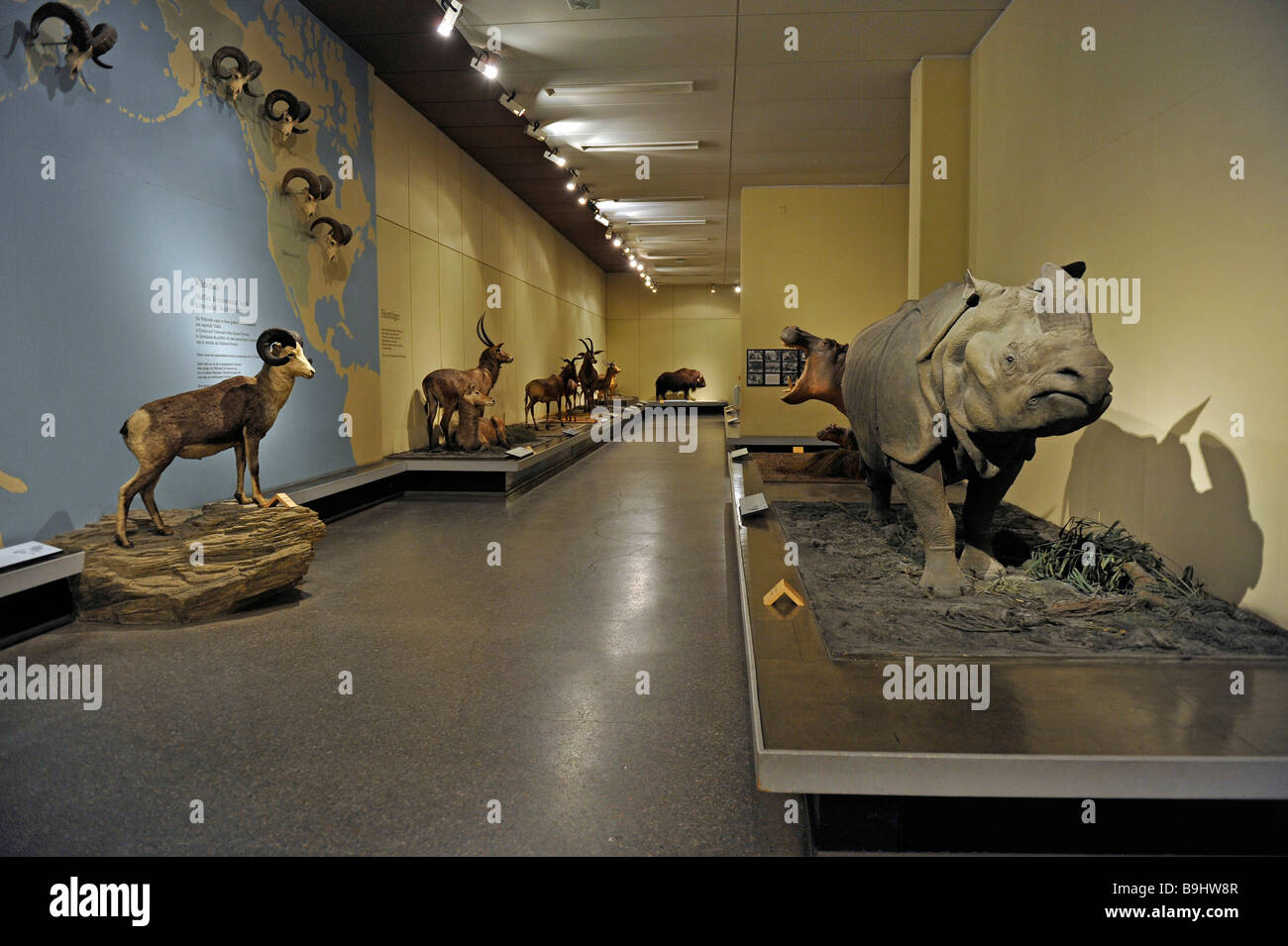 Show room, Museum fuer Naturkunde, Natural History Museum, Berlin, Germany, Europe Stock Photo
