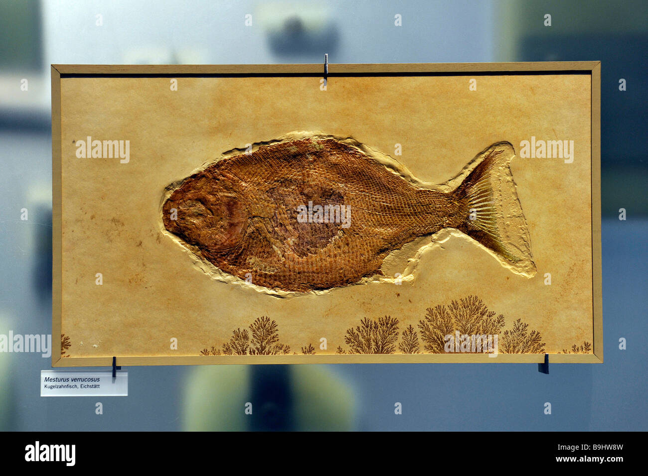 Fossilized Mesturus verrucosus fish, Museum fuer Naturkunde, Natural History Museum, Berlin, Germany, Europe Stock Photo