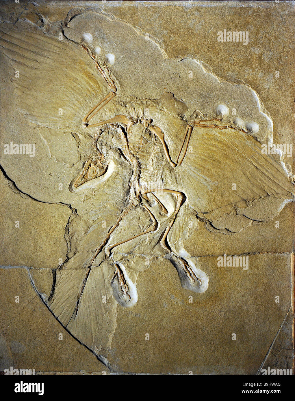 Archaeopteryx fossil (Archaeopteryx lithographica), the most well preserved specimen worldwide, Museum fuer Naturkunde, Natural Stock Photo