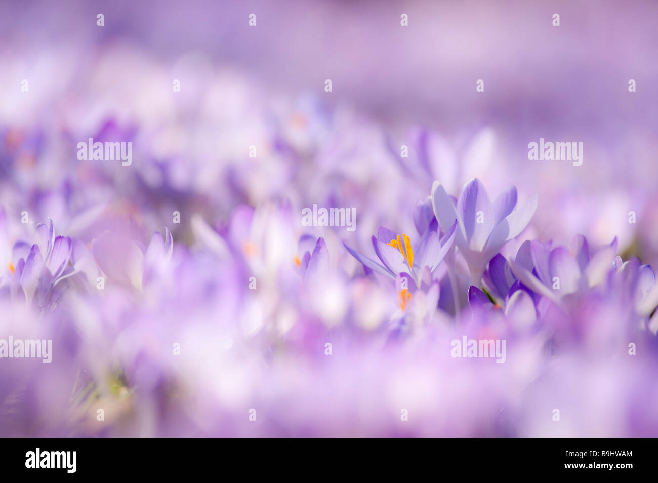 forest floor covered with Crocuses Munich Bavaria Germany Europe Stock Photo