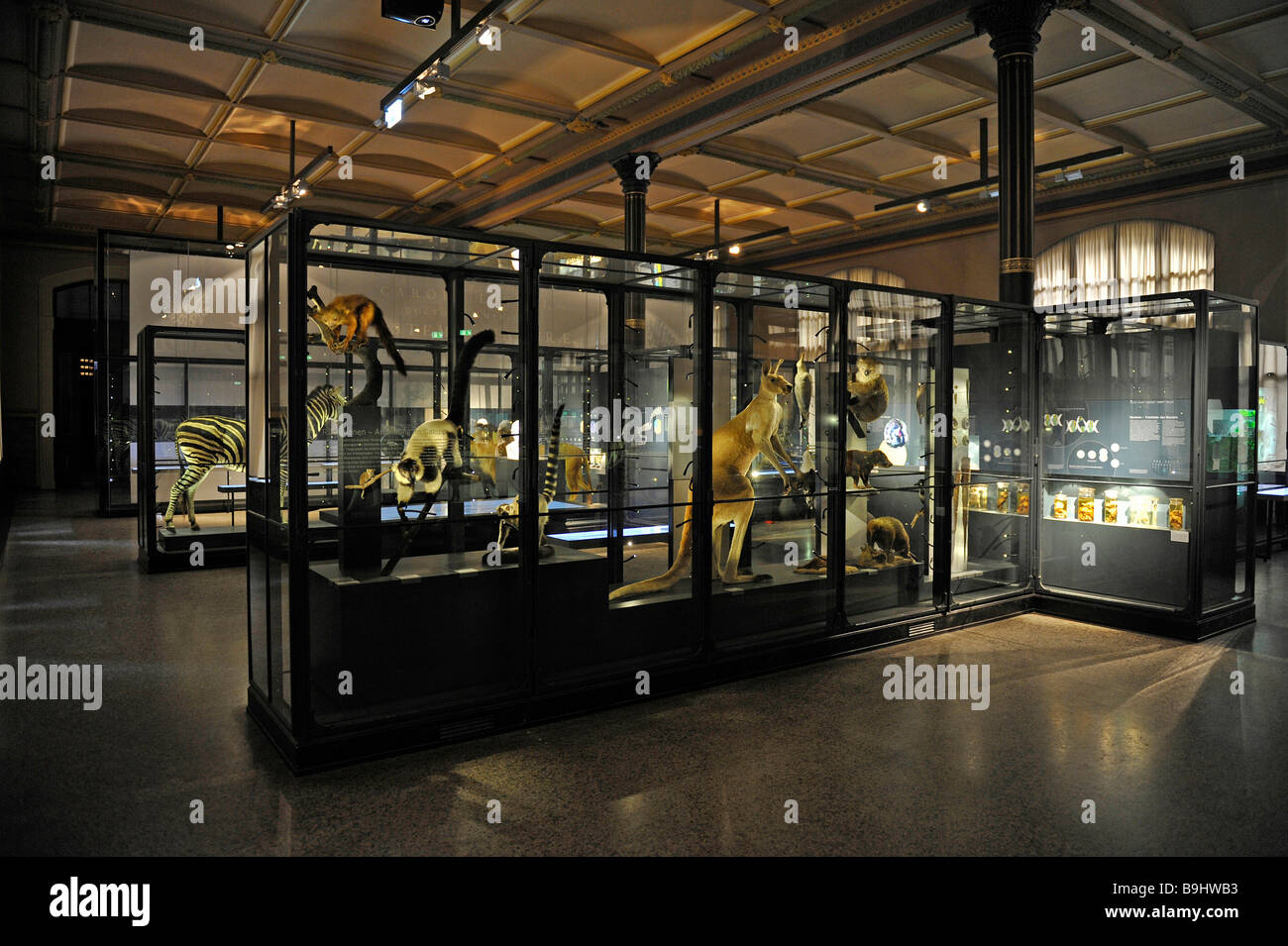 Display with exhibits, Museum fuer Naturkunde, Natural History