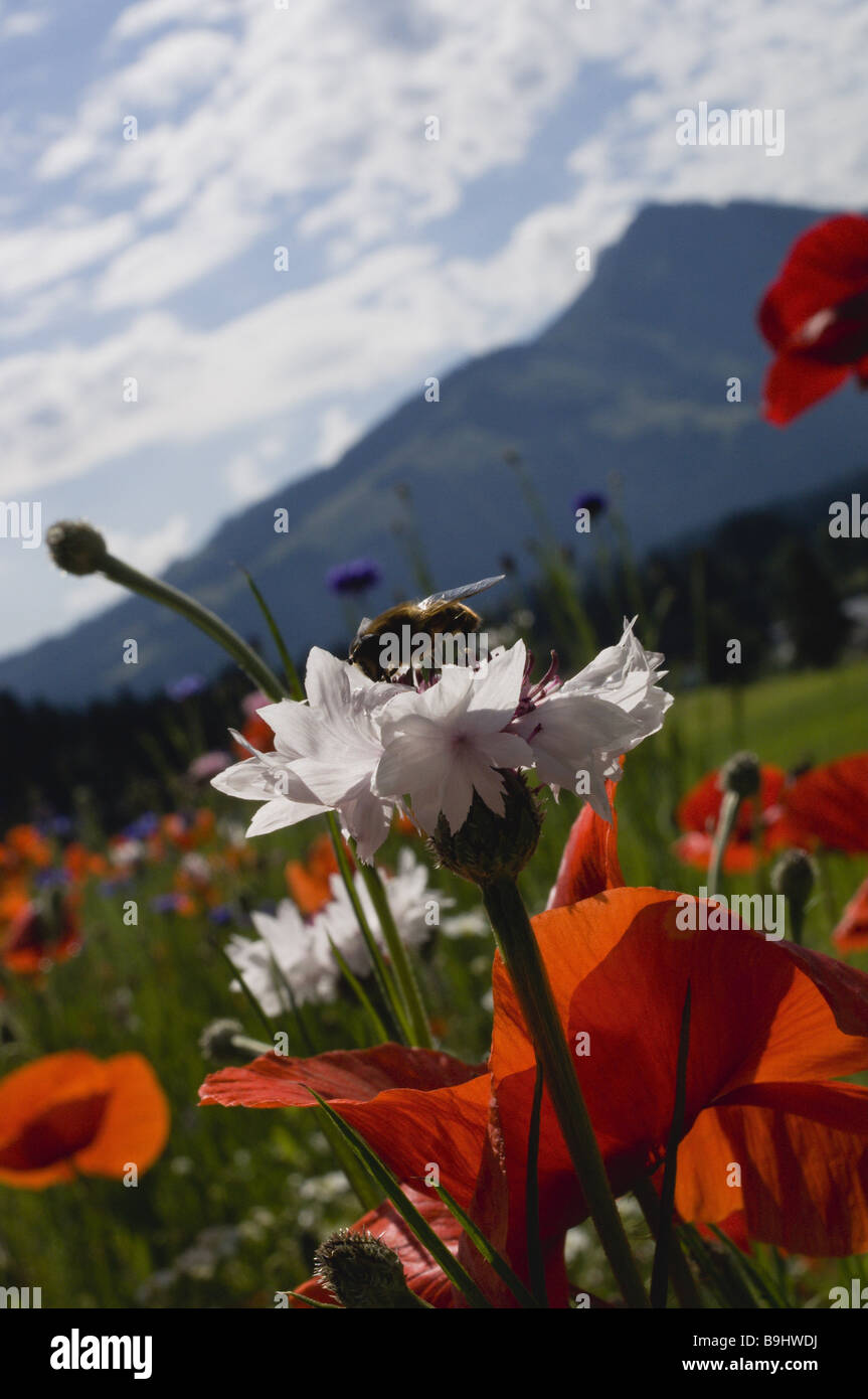 Austria Tyrol Going Wilder Kaiser flower meadow corn poppy narcissus
