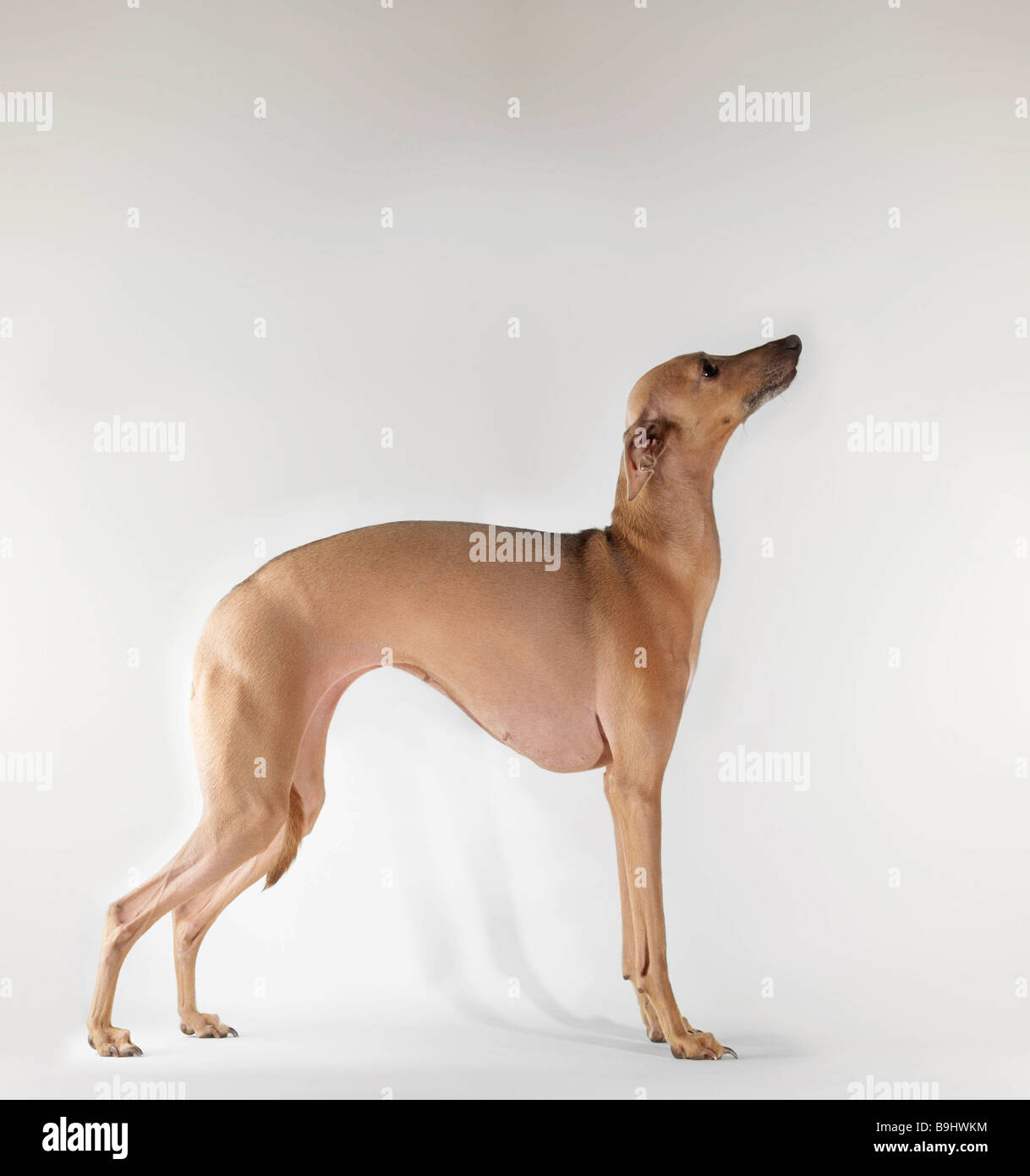 Dog standing on white background Stock Photo - Alamy