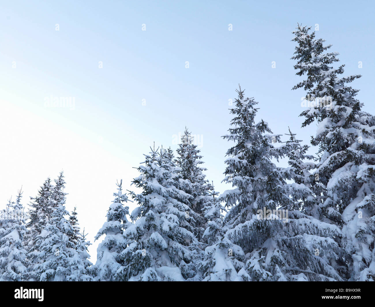 Snow-covered pine trees Stock Photo