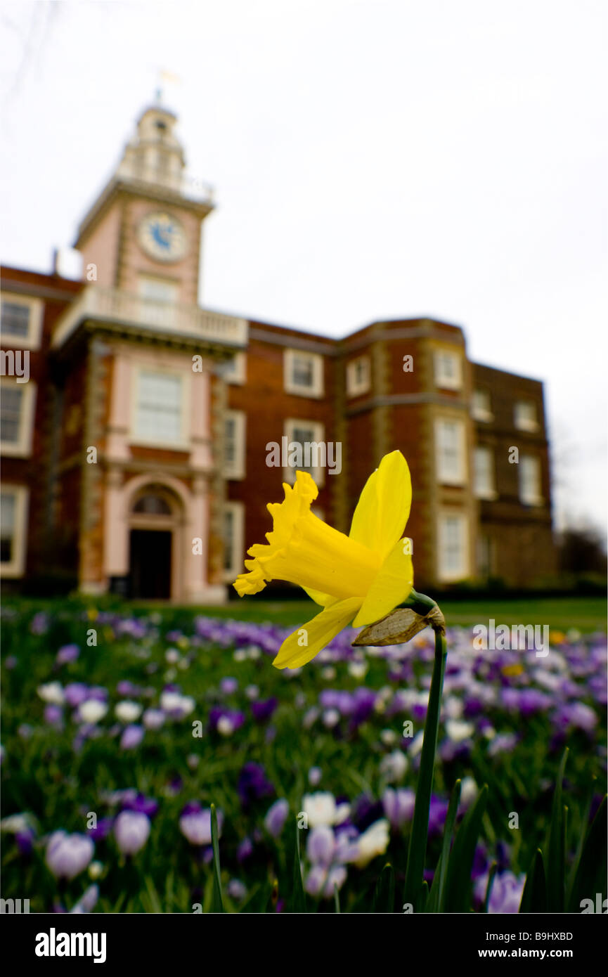 Lone Daffodil in a sea of crocuses with Bruce Castle museum, Tottenham London,  in the backdrop. Stock Photo