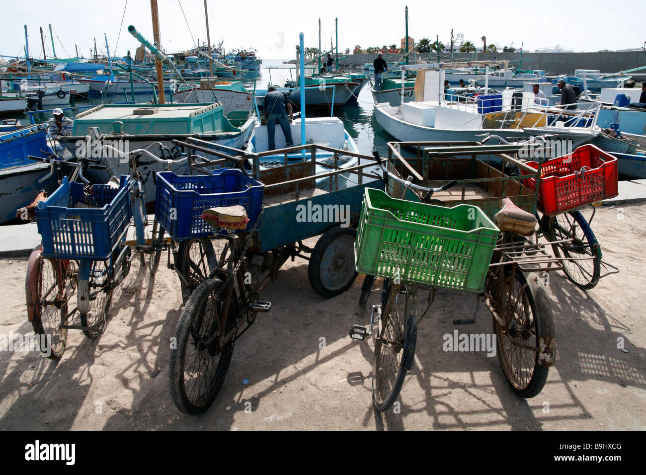 Delivery bicycles at the fish market in Hurghada on the Red Sea in Egypt Stock Photo Alamy