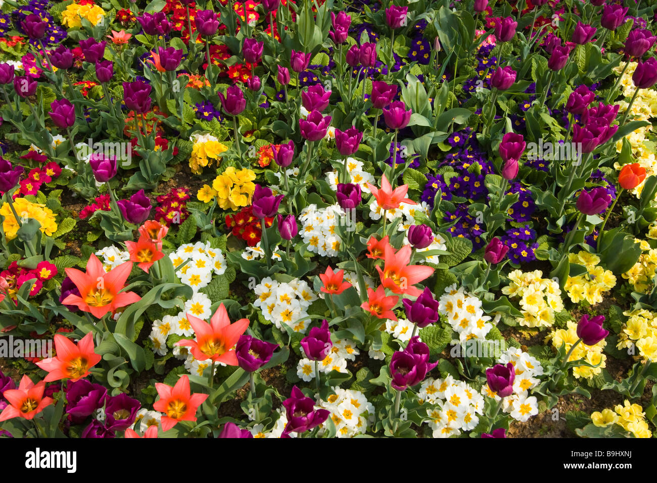 tulips and pansies Stock Photo