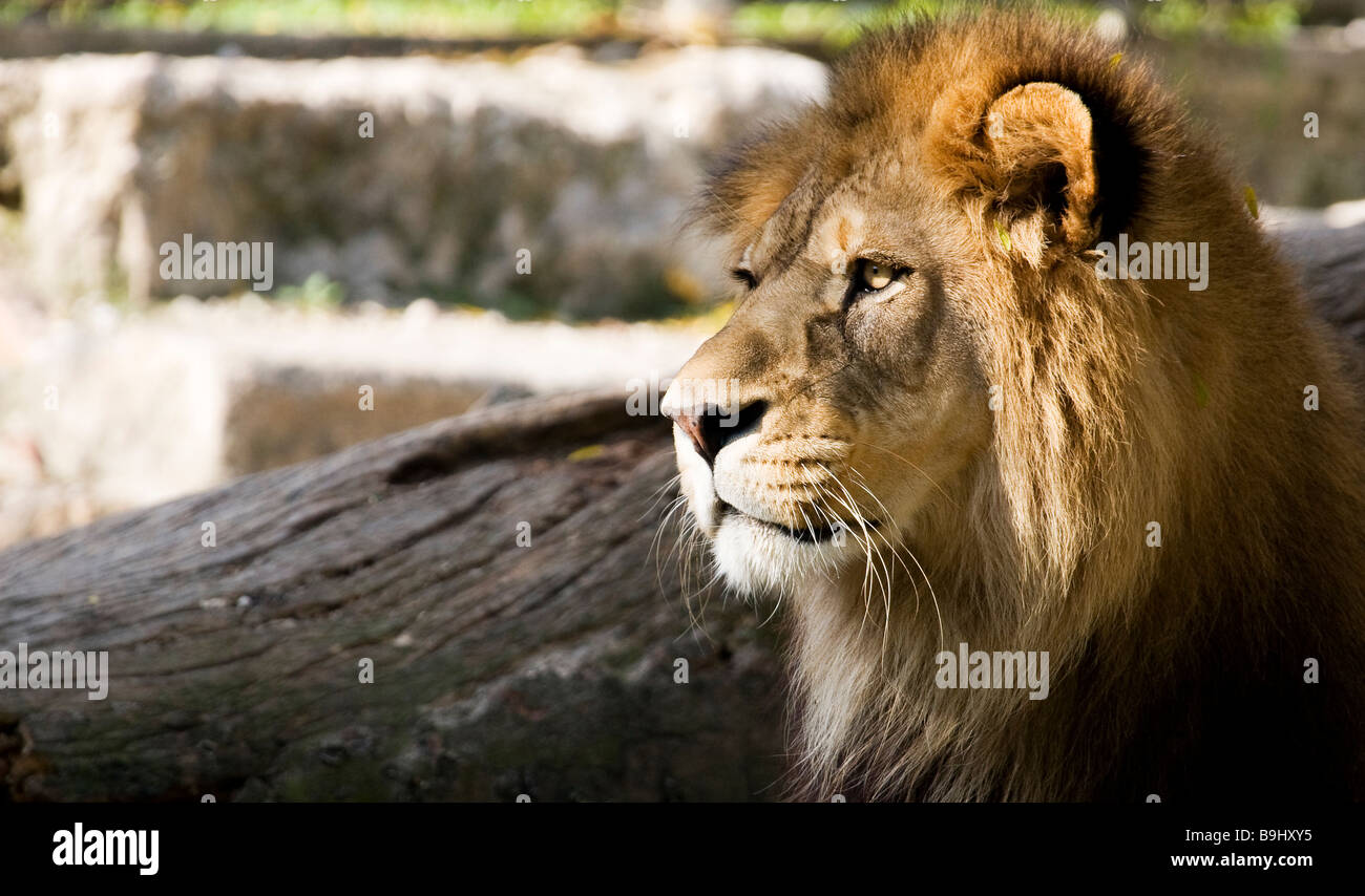 Nubian lion hires stock photography and images Alamy