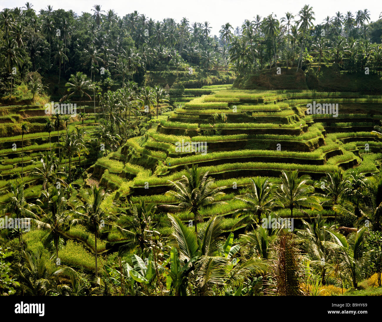 Rice paddies near Ubud, Bali, Indonesia, south-east Asia Stock Photo