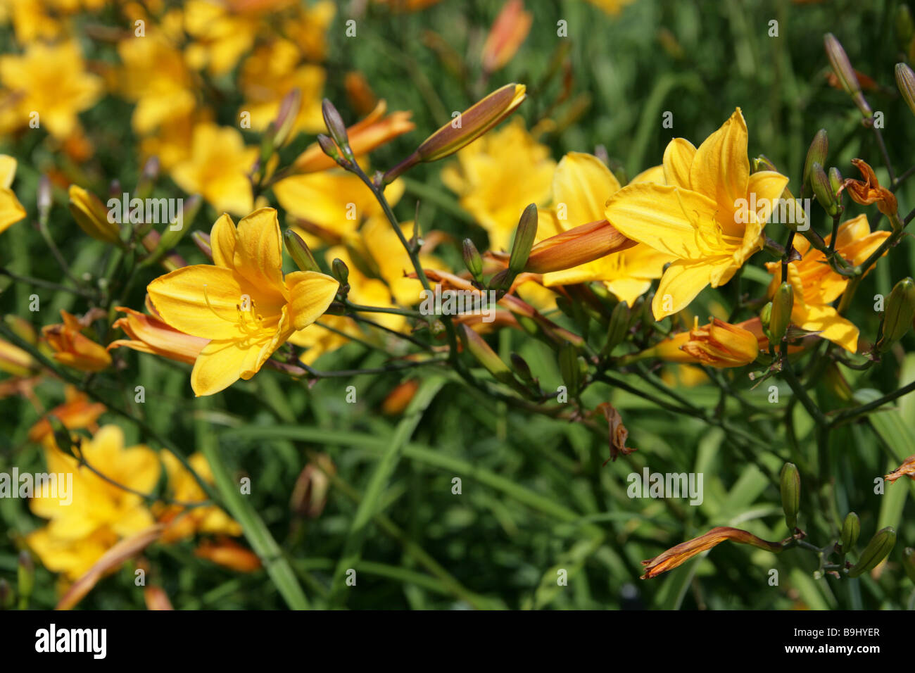 Daylily, Hemerocallis, Hemerocallidaceae. Originally native from Europe to China, Korea and Japan. Stock Photo
