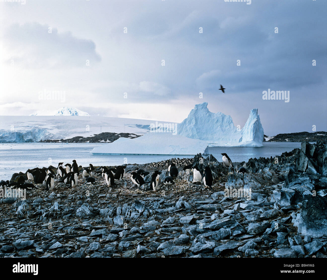 Adelie Penguins (Pygoscelis adeliae), polar sea, icebergs, ice floes, Antarctic Stock Photo