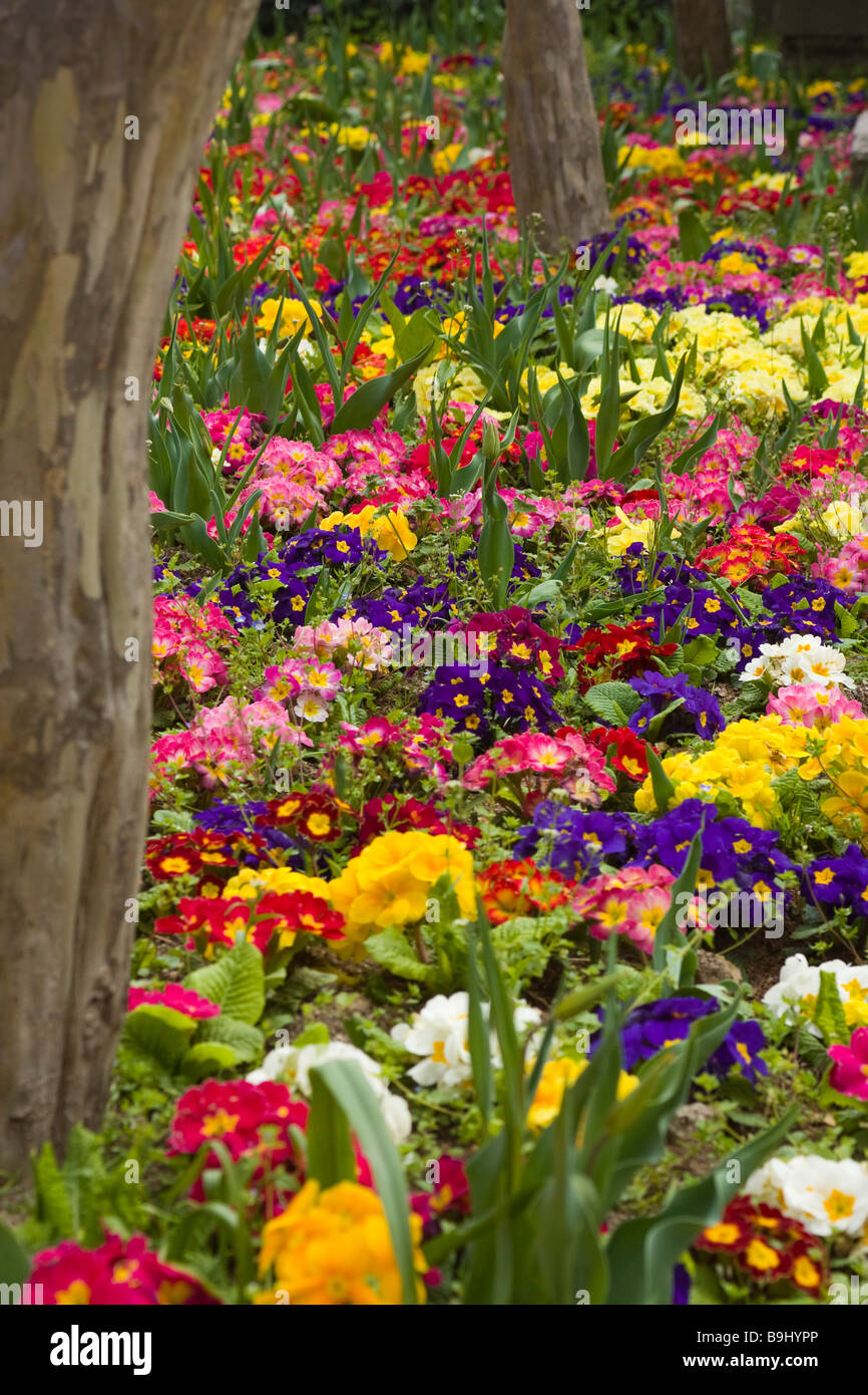 Bright array of pansies Stock Photo