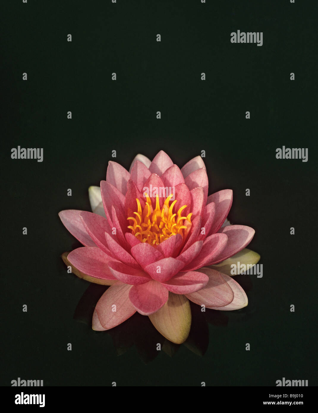 Blossoming pink Water Lily (Nymphaea) Stock Photo