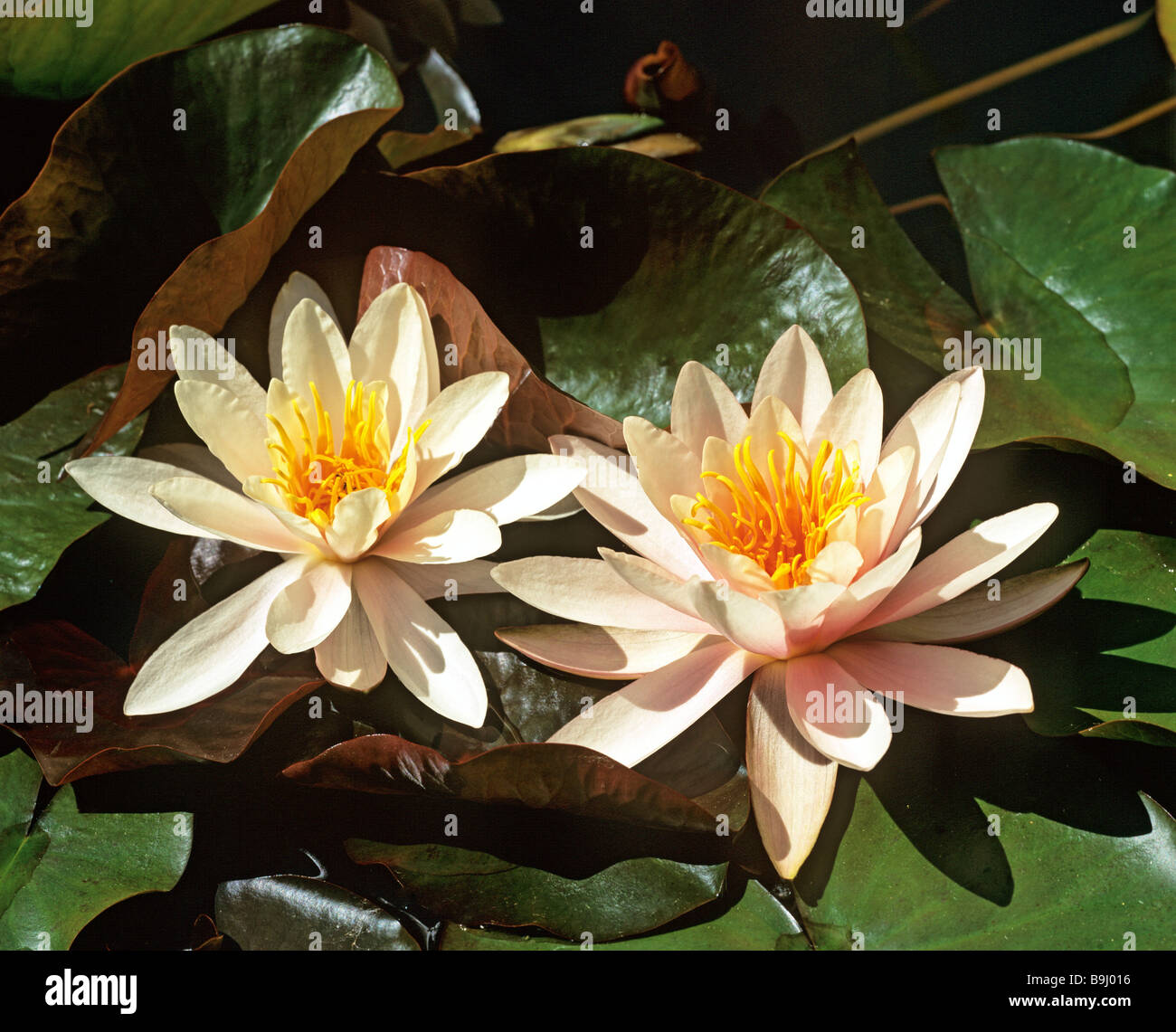 Blossoming Water Lilies (Nymphaea) Stock Photo