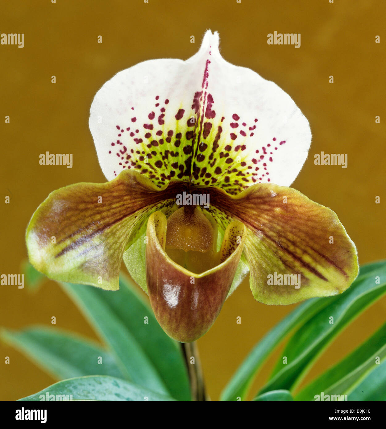 Slipper Orchids (Cypripedium) Stock Photo