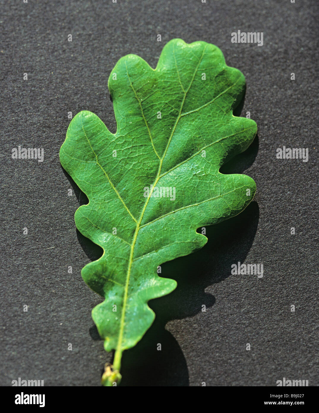 Oak (Quercus), leaf Stock Photo